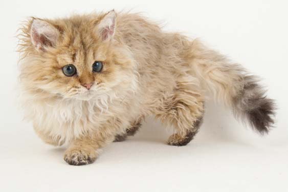 amazolou Selkirk Rex Cat