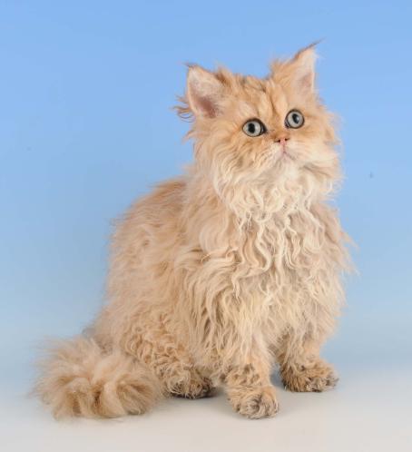 amazolou Selkirk Rex Cat